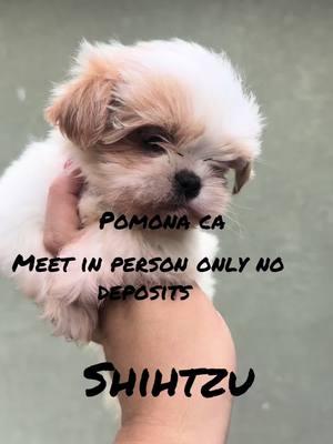 Look at y baby boy little Winnie ❤️❤️❤️❤️ #shihtzusoftiktok #shihtzupuppy #shihtzu #shihtzulovers #shishtzucalifornia