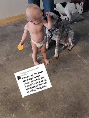 Replying to @llemonscented #dingoeatyababy  #heelertok #heelersforlife #heelersoftiktok #ranchlife #fypシ #dogsoftiktok #australiancattledog #olsenshouseofheelers #reddog #bluedog #dingodog #heeler #fyp #cattlerancher 