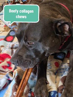 Collagen chews are a great long lasting enrichment treat for dogs. We recommend these beefy collagen chews from BARK. @BARKBOX _ #barkbox #barkboxtoys #dogenrichment #dogsoftiktok #superchewer #pittiesoftiktok #pittiemama #puppiesoftiktok #treatyourself #giftideas #newyearnewaura #giftguide  #winterfinds #newyearnewme #ttslevelup #tiktokshopcreatorpicks #spotlightfinds #tiktokshopjumpstart #tiktokshopjumpstartsale 