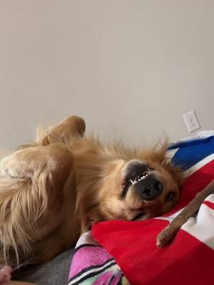 I think my dog is broken #creatorsearchinsights #fyp #pets #dogs #cute #funny #foryoupage #whatthedogdoing #havingadog 