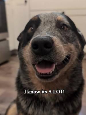 you're welcome! 🤗   #australiancattledog #bluey #blueheeler #cattledogsoftiktok #heelersofinstagram  #cattledogsofinstagram #heelersofinstagram  #doremiacds #riftenthewild #kyliescattledogs #cowdog #skyrim 