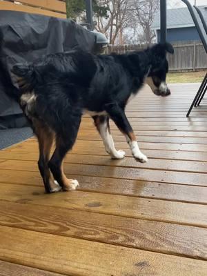 Can’t wait to see if he likes snow!!   First reaction to the ice covered deck. 😂 #dogsoftiktok #aussiepuppy #dogs 