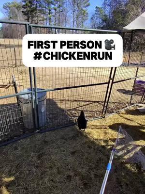 My life was like a video game yesterday, check it out!!!  . ##backyardfarm##homestead##pettingzoo ##Blackyardchichenz##EGGcellentAdventures ##backyardchickens ##chicken  ##petchickens ##ducks##duck ##pony##horse ##goat##goats  ##rabbits##bunny