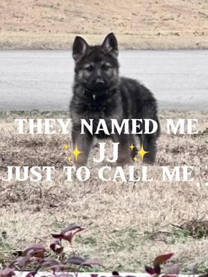 #CapCut #puppy #thatsnotmyname #jj #goodpuppy #germanshepherd #gsd #gsdoftiktok #cute #puppytiktok #fyp #tiktok 