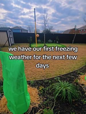 let's get ready Texas!  #plantjacket #plantcover #plantprotection #txvibes  #freezingweather #gardenmusthaves #palmtrees 