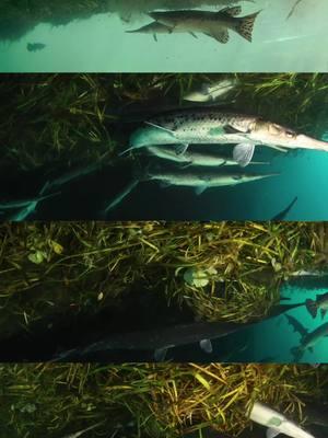 The Gar Spawn. One of the most spectacular events I have ever witnessed. This is one of the first times Longnose Gar have ever been filmed spawning in floating vegetation mats. Please watch the full film at the link in my bio. #ikelite #saveoursprings #floridaspringsinstitute #freshwater #fish #gar 