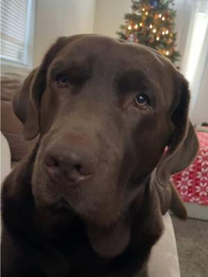 The most spoiled boy #grizzlybear #chocolatelab #labsoftiktok #longdog #lounge #unbothered #couchdog 