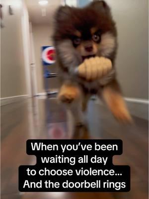 #babydog #puppiesoftiktok #dogmeme #gooddog #cutepuppy #chooseviolence 