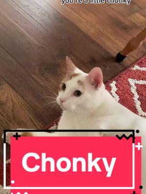 #chonky #chonkycat #phoenixandarizona #kittyloveclub #onthisday 