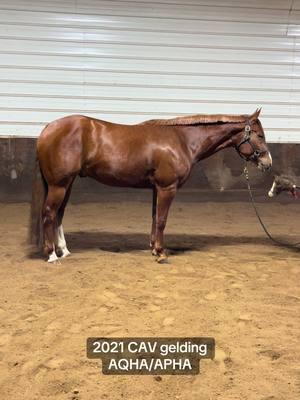 Sneak peak at the new guy 😍 We love a pretty red gelding! #aqha#certainlyavision#CAV#fyp#westernpleasure#allaround#salehorse#horseforsale#equestrainlife 