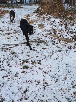 Some #play in the #snow before the big storm comes! So excited! #twoboxersdelray #PetsOfTikTok #dog #boxerdog #boxers 