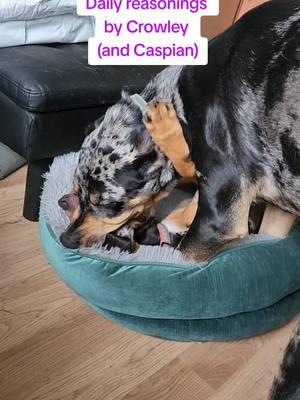 Ramblings of the older brother. Happening daily for our entertainment only and only during tv time. 🤣 #catahoulasoftiktok #crowleythecatahoula #caspianthecatahoula #dogtalk 