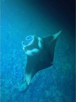 Would you get in at night?? #manta #comewithme #work #hawaii #oahu #bigisland #mantaray #mantaraynightsnorkel #nightdive #nightdiving #ocean #hawaiitiktok #travel #adventure @irukahawaiidolphin 