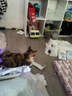 #catlife #funnycatsoftiktok #милыйкот #catlover #cat #catchristmas 