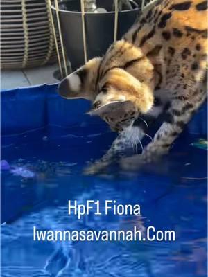 Hpf1 Fiona enjoying her pool this afternoon in 75° weather, while I’m over here freezing in 19° and sleet/ ice 🧊.  I need to move to Florida. She’s going to be a big sister in a few wks if you’re looking for a Savannah like her. Call me  . . #Iwannasavannah  #catlover #catlife #f1savannah   #savannahcat  #dailykitten #savannahkitten #catoftheday #catlove #kittenlove #savannahcatlover  #catsoftheworld  #themeowlife #petoftheday #trending  #bigcats #playfulcats  #exoticcats  #luxurylife #luxurycat  #hpf1savannahcat #savannahcatbreeder 