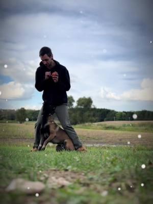 #tactical #k9 #dogsoftiktok #hundetraining #hundevideos #fyp 