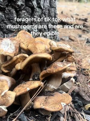 i have no intention of eating them im just curious // #mushroom #mushrooms #foraging #foragingtiktok 