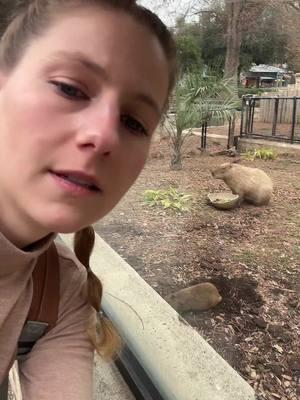 Crappy Barbara, Capybara, Crappy Barbie… not really sure what they are other than the largest rodent in the world!!! 😜 Tupi is an adorable baby crummy barbwire.  #babycapybara #capybara 