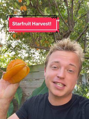 Starfruit Harvest! #fyp #foryoupage #starfruit 