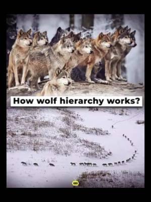 Simply Amazing… 💚  • • #wolf #animal #animals #wildlife #wild #wolfpack #manadadelobos #lobo #lobos #vidasalvaje #vidaanimal ##documental#docu #documentary #animalbehavior #wolfbehavior #🇨🇦 #🇺🇸 #🇲🇽 #hierarchy #wolfhierarchy #fy #fyp #tiktaktok77 #fypageシ #fypage #fypagetiktok #animalessalvajes  #🐺 #💚  • • TiKTaKToK77 ® • • DM us for credit or removal of this post. All rights are reserved and belong to respective owners. •• ••