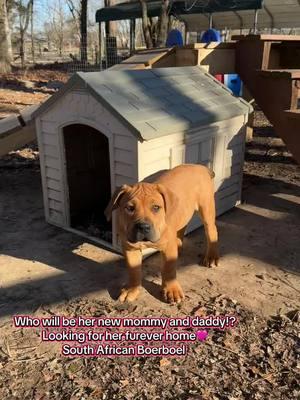 Who will be her new family to love her forever!? #boerboel #boerboelsoftiktok #dogsoftiktok #southafricanboerboel #puppysoftiktok #breeder #alabama #Loveyourboobs 