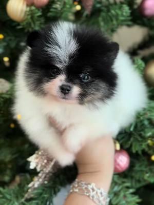 Oreo II 😍 #pomeranian #cutepuppies #pomeranianpuppies #pomeraniansoftiktok #texastumbleweedpoms #texastumbleweedpoms 