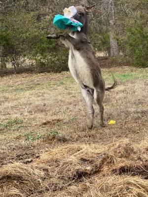 Didn’t take him long to pop this Llama! #donkeys #happy #joy #pets #PetsOfTikTok #pettricks #animalsfunny 