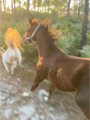 The best kind of sunset ride  with the circus running free 🐎 #floridahorse #trailriding #aqha #shetlandpony #minihorse 