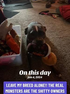 #onthisday #proudpittieadvocate #proudpittiemomma #endbslworldwide #pitbulllifestyle #gettoknowapitbull #endthehateandmuder#dontbullymybreed❤ #pitbullsoftiktok #bullyadvocate4life  