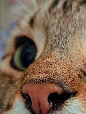 The most boopable nose you ever did seeeeeee 😻😻😻 #catlovers #fyp #purrpower #catsoftiktok #boopboopboop #boopthesnoot #boopable #CapCut 