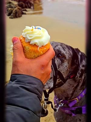 yes we take our canine divine to the ocean to celebrate her Bday? 🧁🎂🎉🥳 Don't you? #greatdanesoftiktok #greatdane #greatdanebirthday  #greatdanes #oceanbirthday #doggie #greatdanelove 