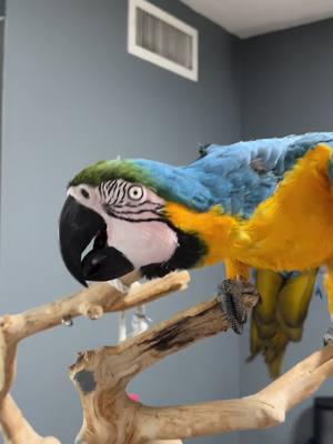 When your mom says ahh ahh ahh and you translate it into bahbahbah #arizonabirdstore #exoticbirds #blueandgoldmacaw #perfect10 