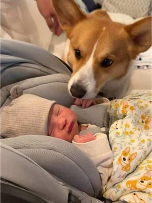 besties already- archie constantly wants to be around him its so cute💘 (from the drafts!!!) #puppylove #newborn #cutedog #dogsoftiktok #dogmom #baby #besties #corgi #corgisoftiktok #corgipuppy #ilookafteryou #lookafteryou 