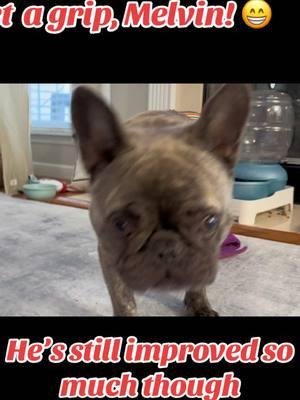 #cutedog #rescuedogsoftiktok #handicapable #getagrip #cutefrenchie 