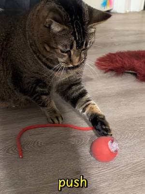 fast ball toy behaves like a mouse and rolls super fast around the room get yours now #cattoy #catexercise 