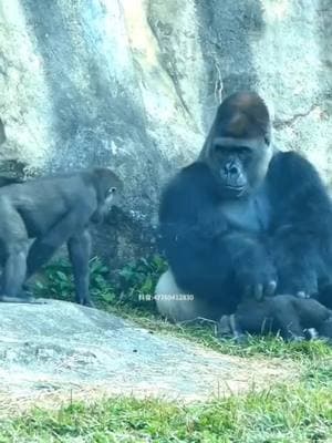 Mischievous Babies Of Gorilla 😜 #cutegorilla #gorillafamily #babygorilla #fyp #animals #monkeydluffy #gorilla 