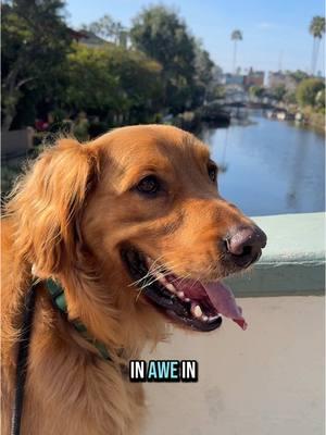 Venice Saturday mornings are my favorite #goldenretrieverlife #puppytiktok #goldenretrieversoftiktok #dogsoftiktok #venicebeach #losangeles #saturday #dayinmylife #dogbestfriend #goldenretrieverpuppy #dogsofla 