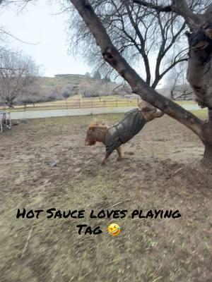 Replying to @TikTokGran7 finally had a break in the rain ☔️ so I ran out and played tag with Hot Sauce & Pretzel #paizleysponies #paintedponiesranch #horselife #ponies #horsetok #minihorse #horses #PetsOfTikTok #poniesoftiktok #animalsoftiktok #BestFriends #bff #besties #farmlife #minihorsesoftiktok #funnyvideo #rain #weather #🤣 #hyper #tag 