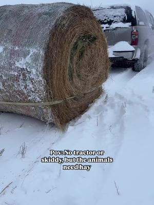 No tractor? No skiddy? No problem!! Animals still need to be fed on these cold snowy days 🥶❄️🐄🐴 #homestead #homesteadlife #homesteadliving #homesteader #notractornoproblem #noskidsteerneeded #buildasyougrow #fromthegroundup #homesteadinglife #homesteadinglifestyle #roundbales 