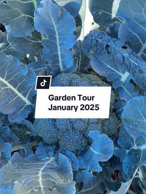 January Garden Tour 2025 #gardentiktok #gardentok #azgarden #phoenixgarden #arizonagardener #zone9b #desertgarden #gardentour 