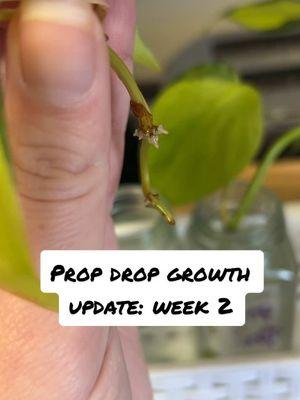 I have officially been influenced, I wish I had this YEARS ago for my props!!!  #plantpropagation #propdrops #philodendronbrasil #houseplants #planthacks 