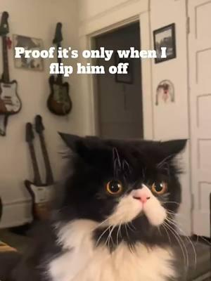 🐈🤣 🔹️ #catsoftiktok #tuxedocat #cats #funnycat #funny #hilarious #catvideo #animals #petvideos #tuxedocatsoftiktok #psycho #psychocat #justloseit #genx 