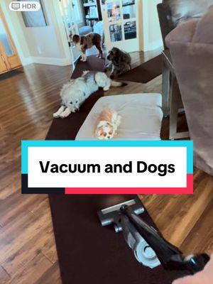 When socializing fearful dogs to a vacuum cleaner, remember patience is key. Take your time and allow your dog to approach the vacuum at their own pace. Slow movements are crucial—sudden actions can startle them and reinforce their fear. Keep your energy calm and relaxed, as dogs are incredibly perceptive to our emotions. If you’re anxious, they’ll pick up on it! Start by allowing your dog to investigate the vacuum when it's turned off, rewarding them with treats for their bravery. Gradually introduce the sound by turning it on at a distance, rewarding calm behavior, and slowly moving closer as they become more comfortable. With consistent practice, you’ll help your dog feel safe and secure around the vacuum cleaner. It’s all about building trust and positive associations! #FearfulDogs #DogSocialization #DogTrainingTips #CalmEnergy #PatienceIsKey #DogBehavior #ashertherescuedog #VacuumCleanerFear #PositiveReinforcement #DogTraining #PetCareTips