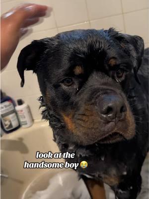 LOVE THIS PRODUCT 😍🥰🥺✨ #rottweiler #rottweilersoftiktok #PetsOfTikTok #dogsoftiktok #rottiesoftiktok #rottie #rottierumble 