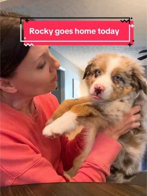 Rocky is a good boy. He likes to play hard but he settles easily and loves everyone he meets. He’s staying local in metro Atlanta so I will see him and his brother at the reunions 🐾🧡 #australianshepherd #aussiepuppy #redmerle 