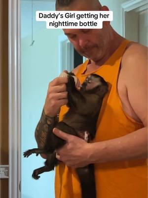 #fypシ゚viral #trending #fypage #kinkajou_monkey #fyp #monkeybusiness #monkeysoftiktok #monkey #missxoebelle #17monthsold 