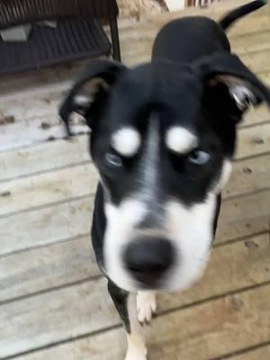 Meet Bleu the #dalusky 🥲🥲 #blueeyes #dalmation #husky @PetLab Co. 