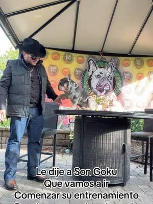 Un rato platicando con Son Goku #songokufrenchie #bulldog #bulldogfrances #frenchiemexicano #mexico #haywardca 