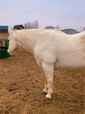 My red mares are in fact brain damaged 😂 #sorrels #ropehorses #ottb #quarterhorse 