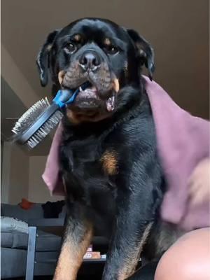 Replying to @Trixie SELF CARE IS THE BEST CARE 😂🥰✨ #rottweiler #rottweilersoftiktok #PetsOfTikTok #dogsoftiktok #rottiesoftiktok #rottie 